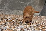 BASSET FAUVE DE BRETAGNE 028